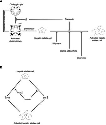 The Potentiality of Herbal Remedies in Primary Sclerosing Cholangitis: From In Vitro to Clinical Studies